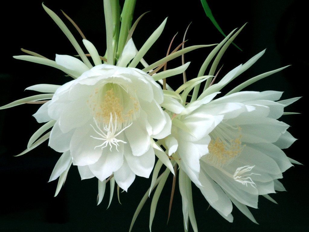 在花卉世界里，我最喜欢的20种美丽的花，花香花美