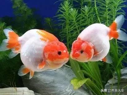 治疗鱼病最好的方法,鱼病的治疗心得