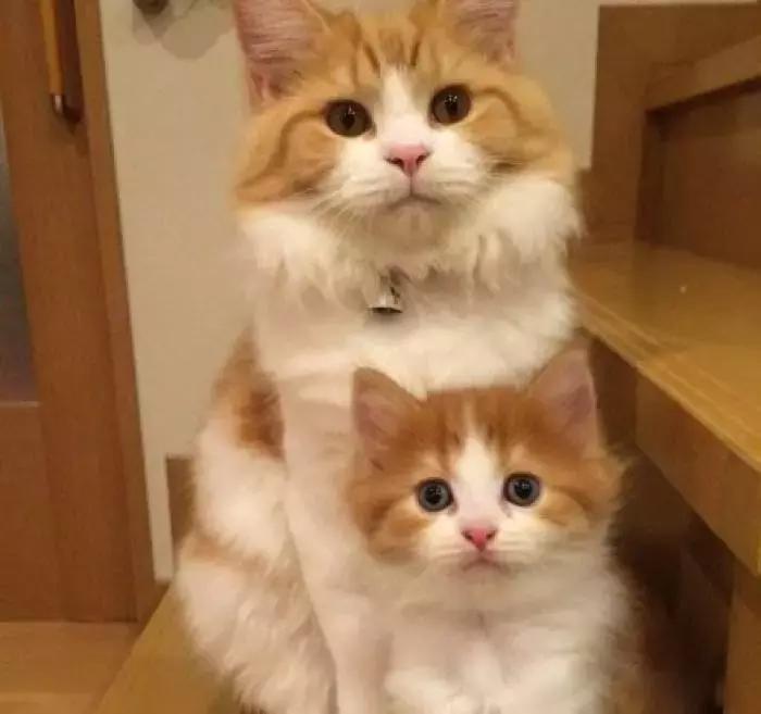 猫咪黑下巴红霉素和凡士林用多少,猫咪黑下巴抹红霉素软膏还是眼膏