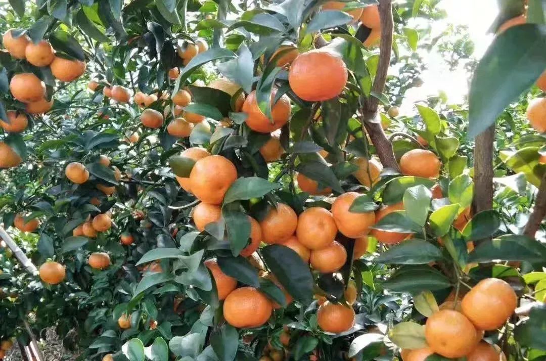 四招让柑橘增甜降酸,柑橘除酸最好的方法