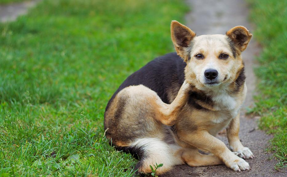 狗狗身上有癣怎么治好要多久,狗的身上起癣怎么在家治