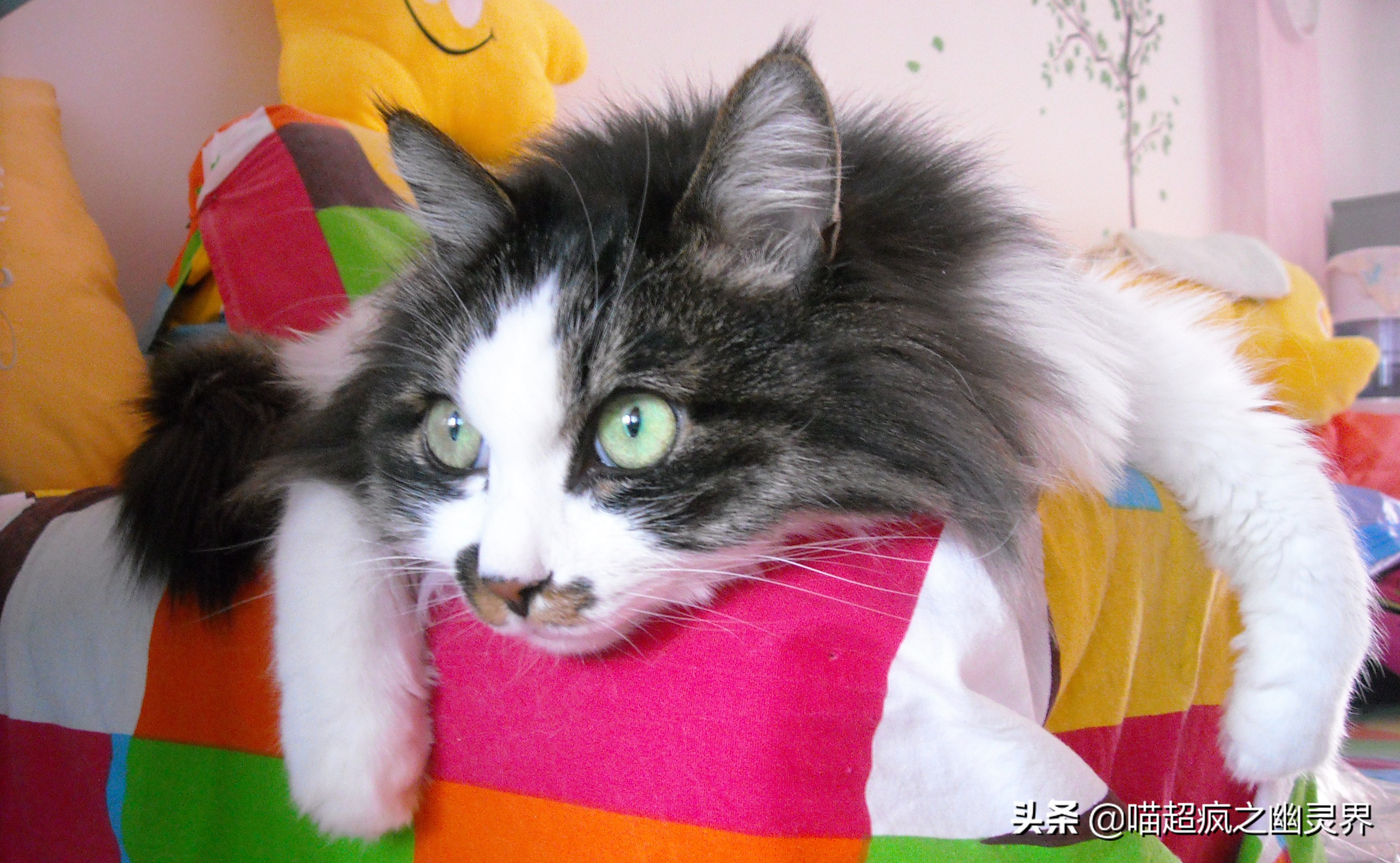 10岁的铲屎官和1岁的猫主子的日常,猫娃子的铲屎官