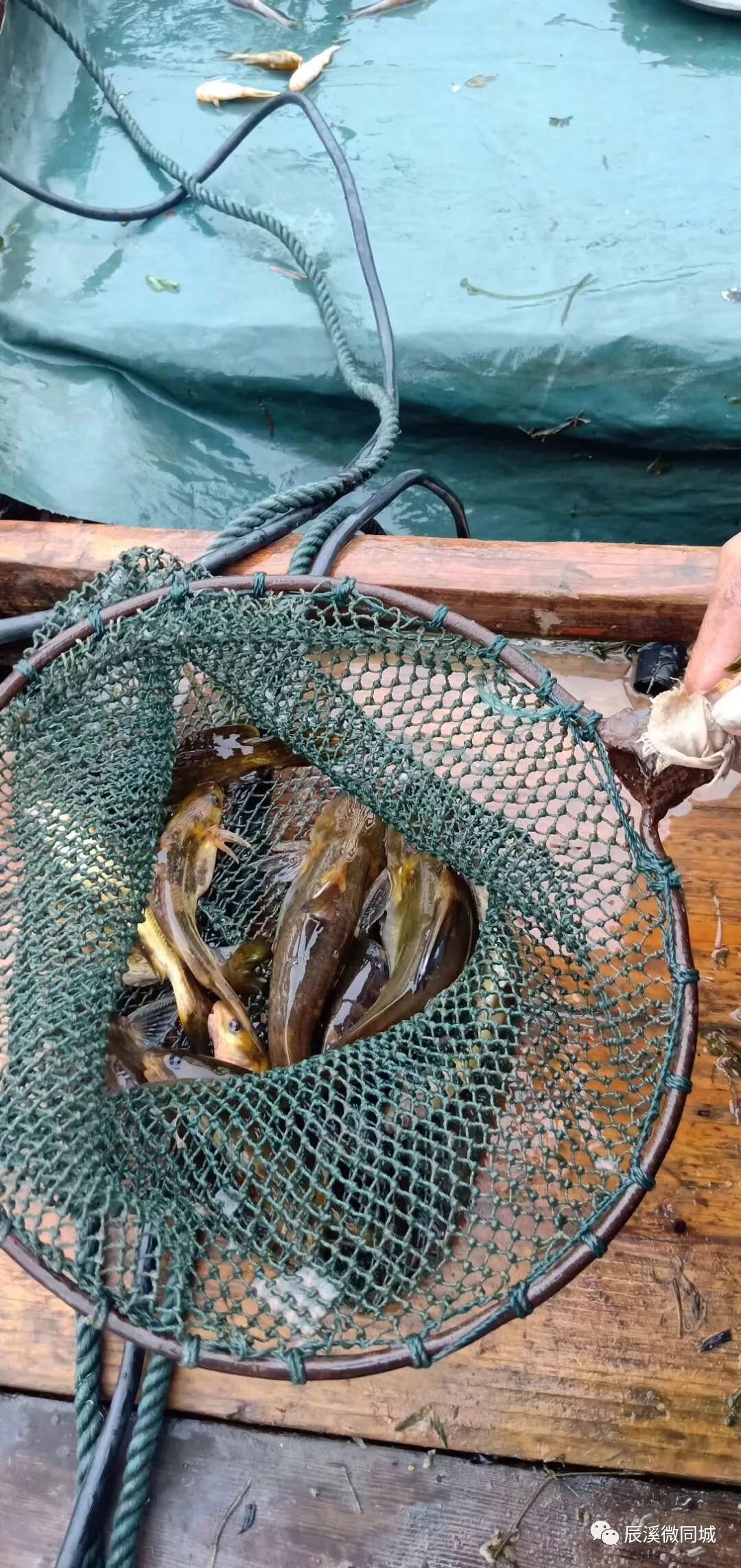 辰溪房地产招聘,辰溪招聘社会工作者