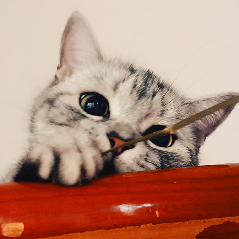 新手养猫攻略3年养猫经验分享,第一次养猫建议公猫还是母猫