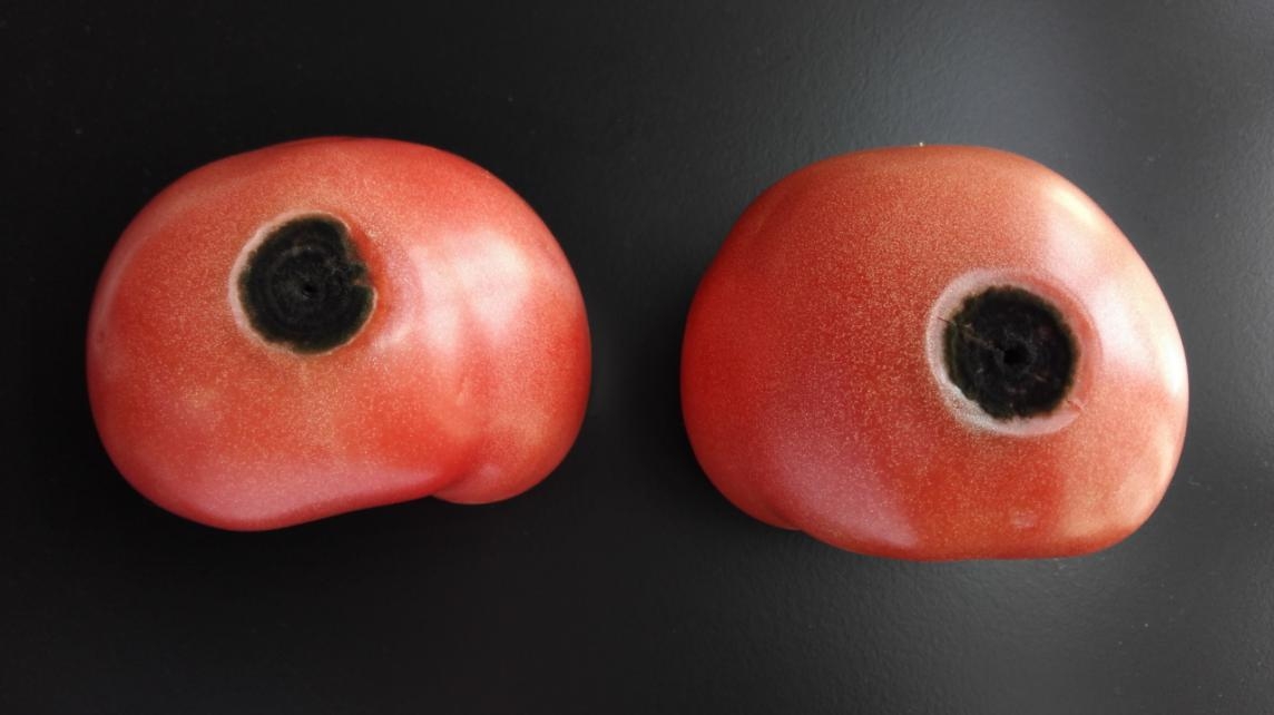 实验室|去除腐烂部分的果蔬还能吃吗?实在舍不得扔怎么办?