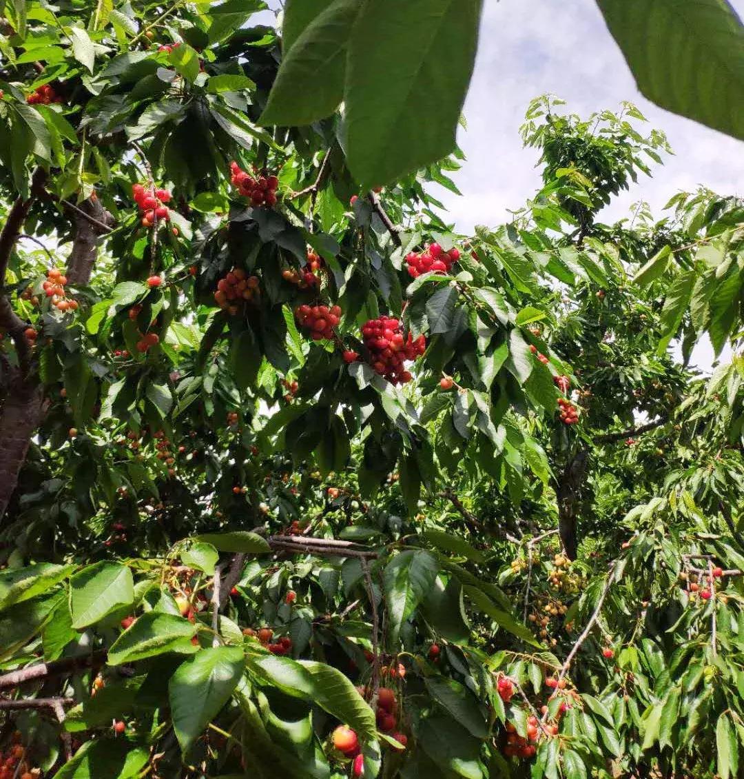 顺义大芦苇荡樱桃采摘园,顺义五大樱桃园