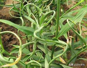 姜的根结线虫怎么杀,姜种带线虫怎么处理