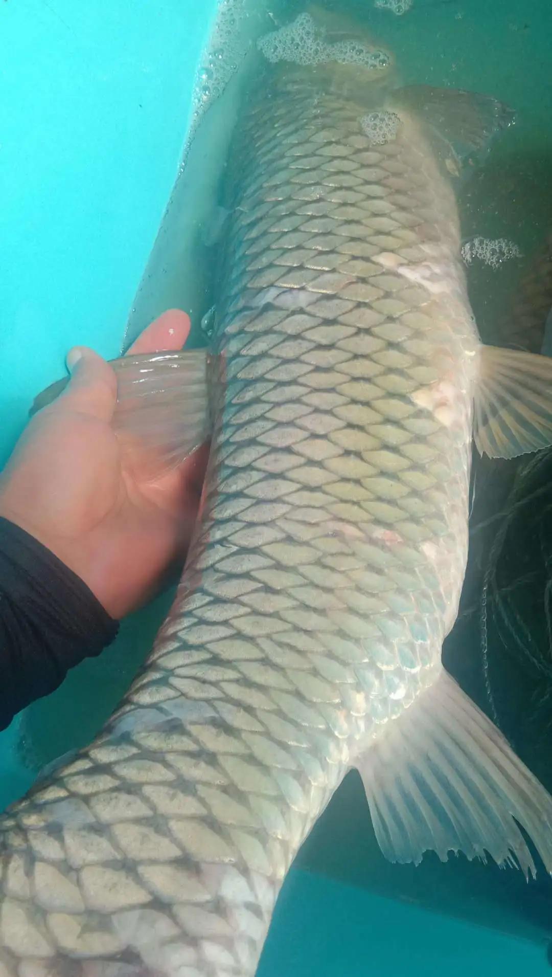 鲁班接待称“每天都可起10多斤的大草鱼”？