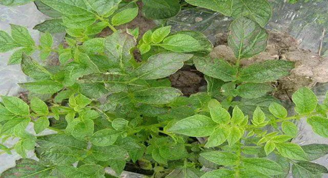 马铃薯这几种病害你都会认吗？认清了以后教你怎么治！（二）