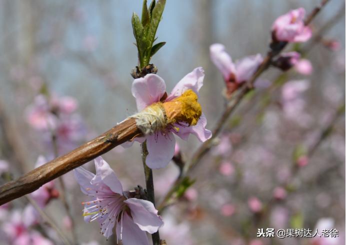 大棚桃树花期可以抹芽,大棚桃种植前景