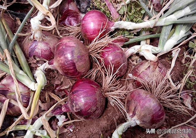 洋葱怎么预防灰霉病霜霉病,洋葱重茬用什么方法来解决