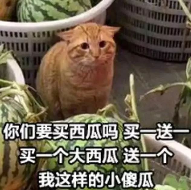 进口猫狗天然粮榜单，这些进口粮不含人工防腐剂，香精，色素