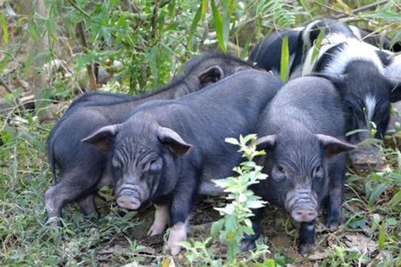 闻名全国，从江香猪个小长不大，曾是贡品，皮薄肉多十里飘香