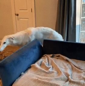 短腿柯基跟长腿柯基,鼻子很高的柯基