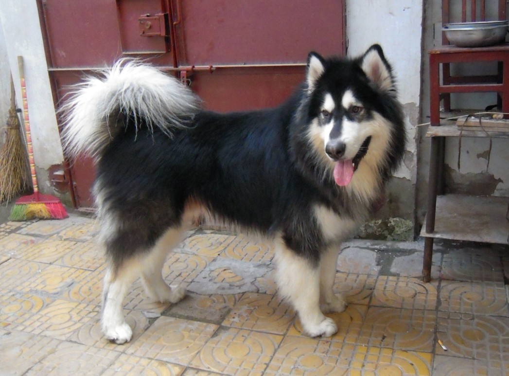 阿拉斯加犬有这几个表现,说明身上已经有很多“寄生虫”了