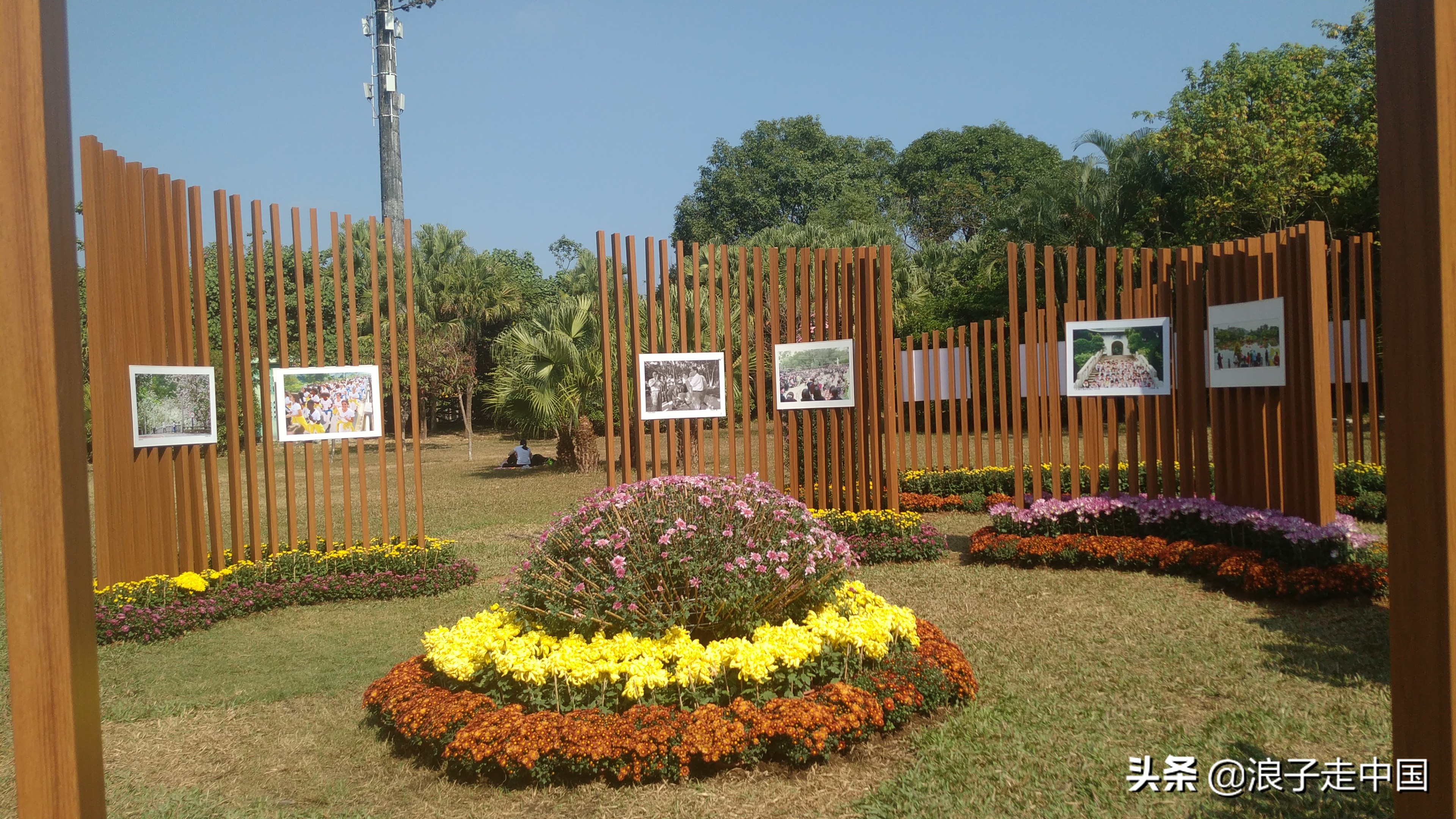 深圳的东湖公园的菊花展漂亮极了,深圳东湖公园赏菊花展