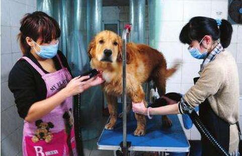 金毛幼犬体味大怎么消除,金毛幼犬体味重怎么办