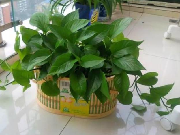 背阴的室内适合种什么,客厅朝阴适合养什么