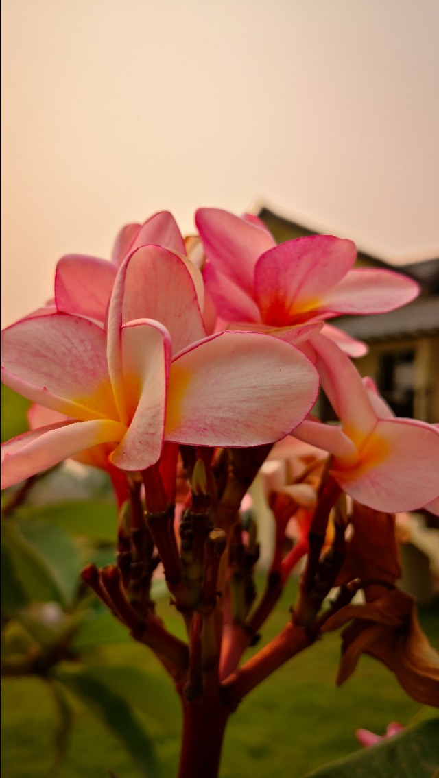 为什么老挝把鸡蛋花当成国花,为什么鸡蛋花是老挝的国花