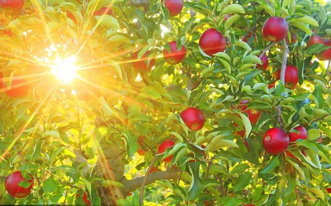 心若在梦就在视频,心若在梦就在原唱