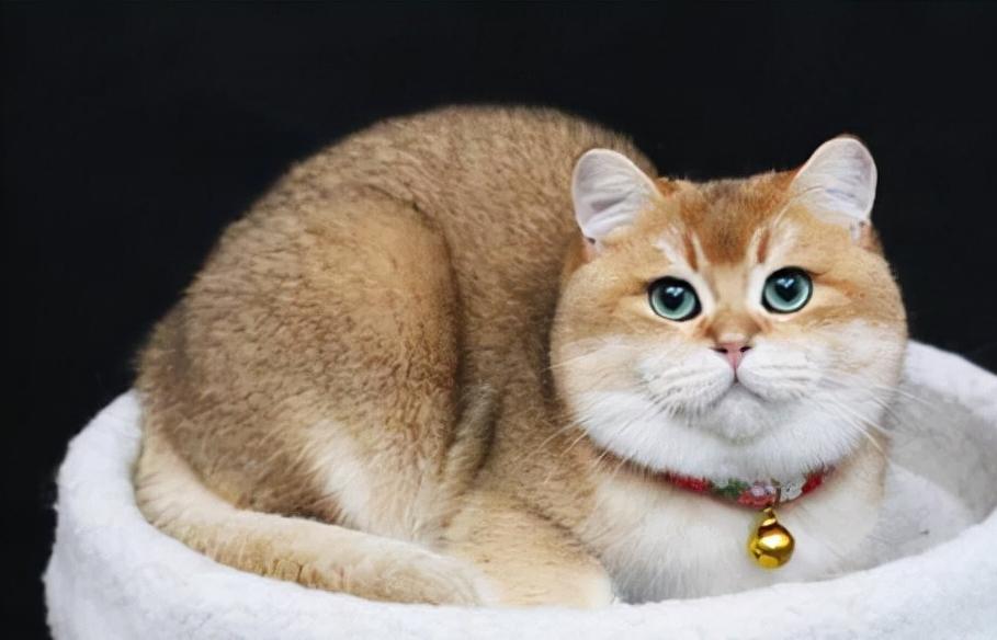 金渐层是颜色还是品种,金渐层重点色基因是什么