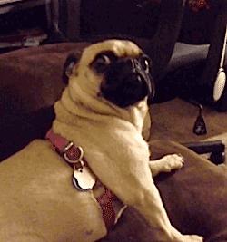 狗子吃肉影响寿命,狗子吃肉多会怎么样