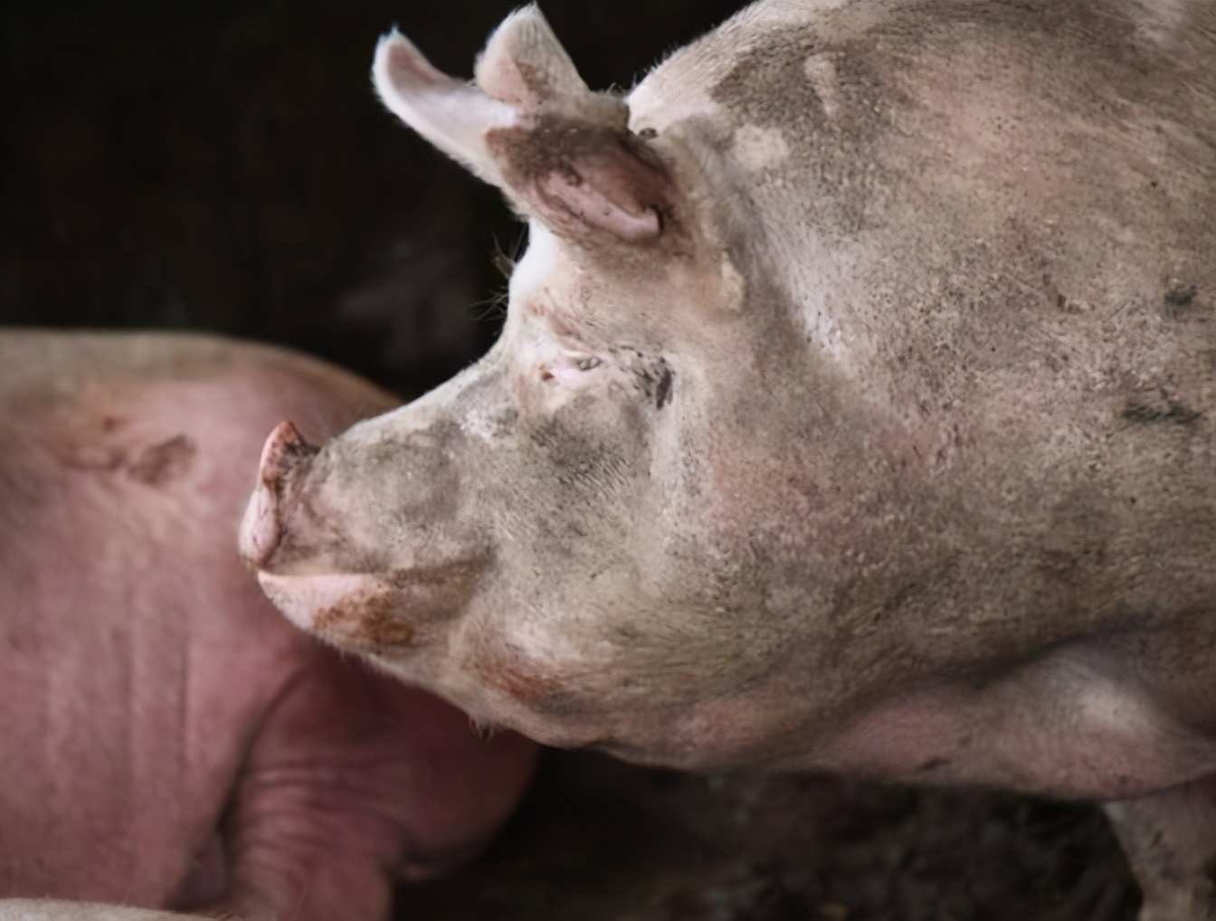 母猪难产的处理方法,母猪难产的原因及解决方法