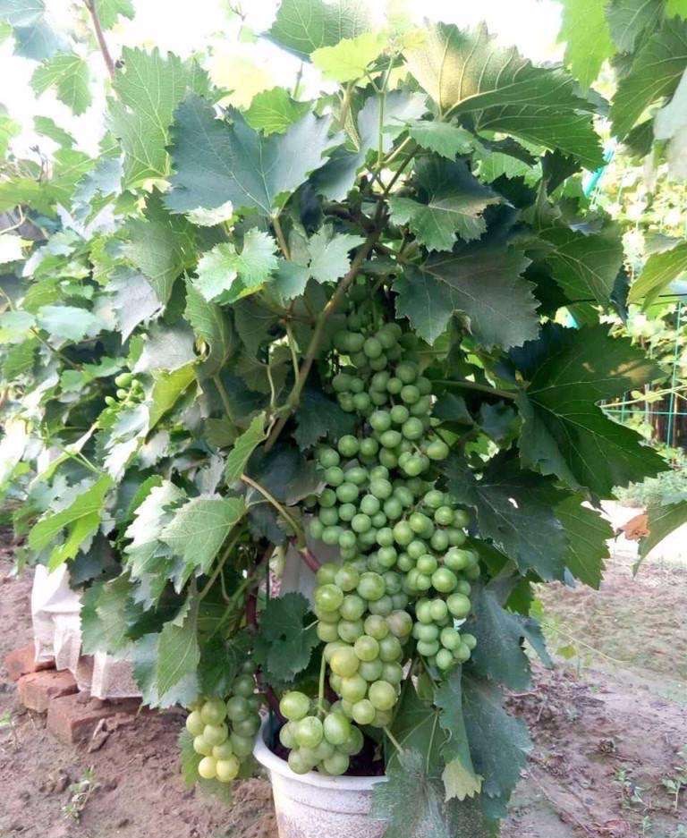 盆栽葡萄如何扦插,盆栽葡萄剪枝最好的方法