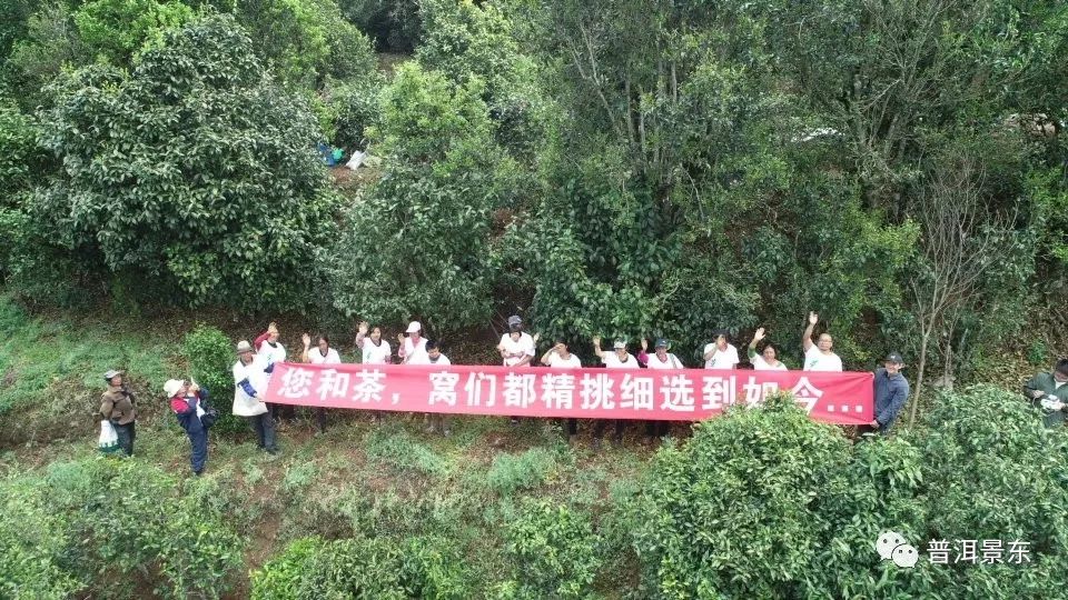 周文军：一个把茶窝子开到3个国家的景东人