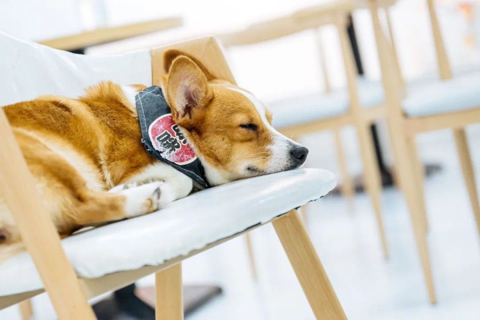 吸屁屁,短腿大耳肉嘟嘟,这家店进去就出不来了…