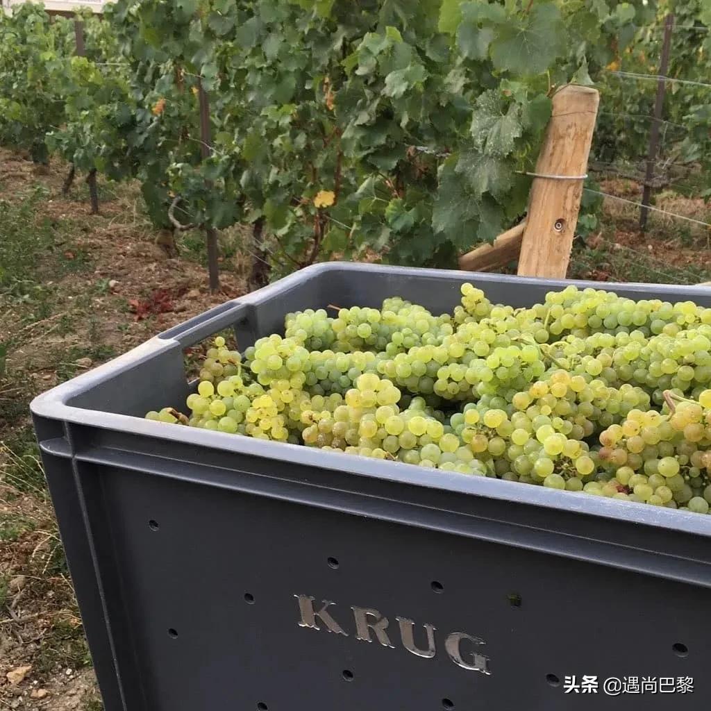 奢侈名酒葡萄酒,奢侈级别红酒