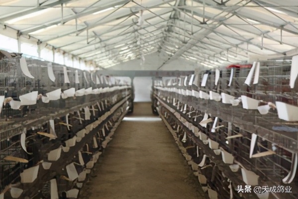 肉鸽机械化养殖示范推广研究,肉鸽养殖新型设备