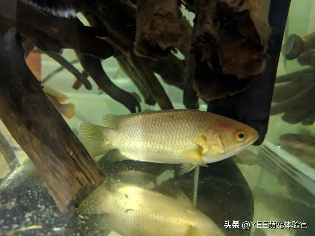 攀鲈爱吃什么东西,攀鲈最喜欢吃啥