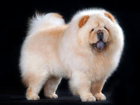 养松狮犬的十大好处,松狮犬为什么很少