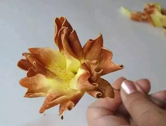 海绵纸手工制作花朵幼儿园,海绵纸创意手工幼儿园动物