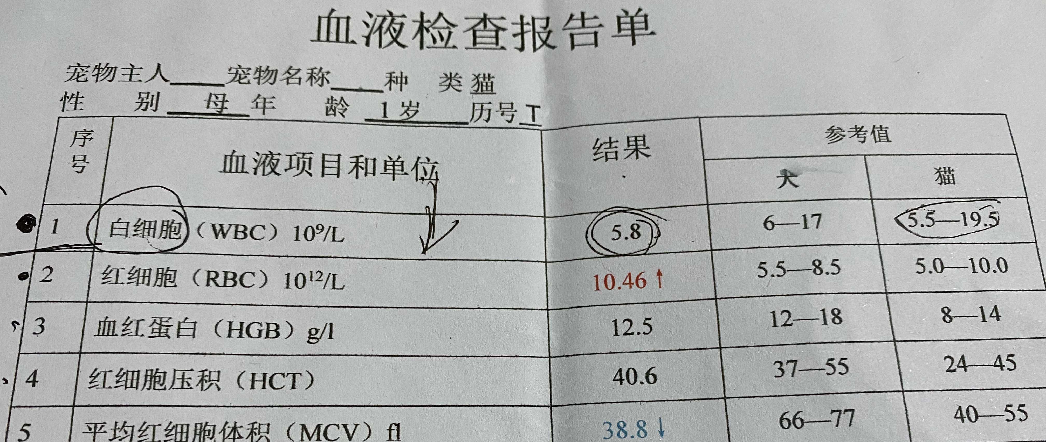猫瘟导致眼睛变绿,谈猫色变