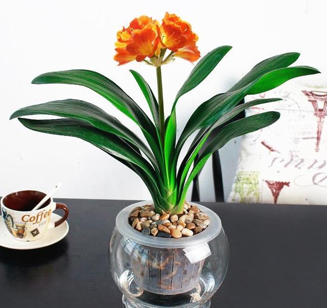 好养又好看的水培植物,百搭的水培花卉