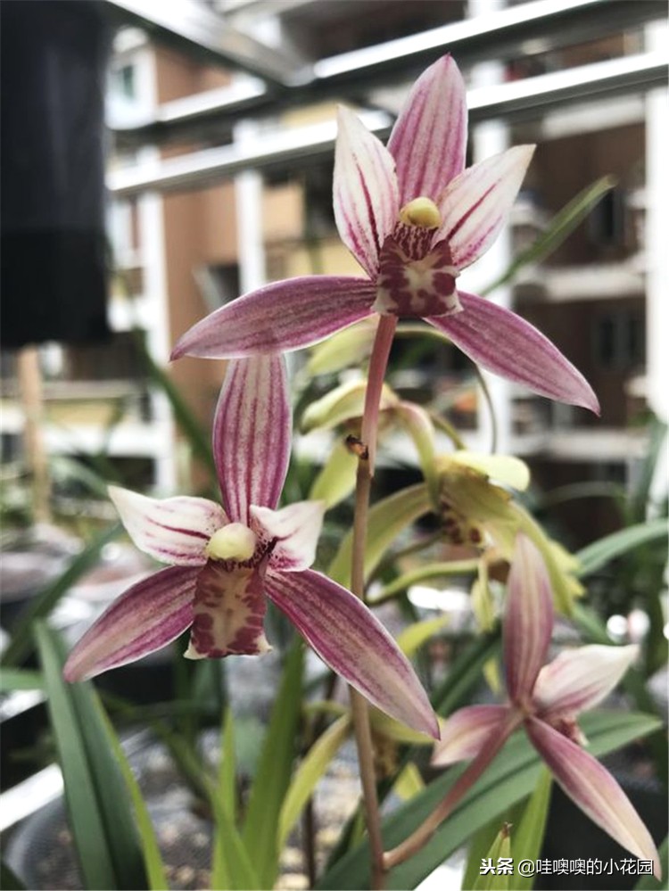 专治兰花黑斑,兰花的黑斑病用大蒜可以治疗吗