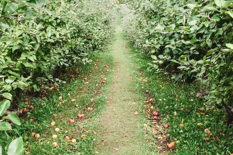 锣声喧响,锣声响起来