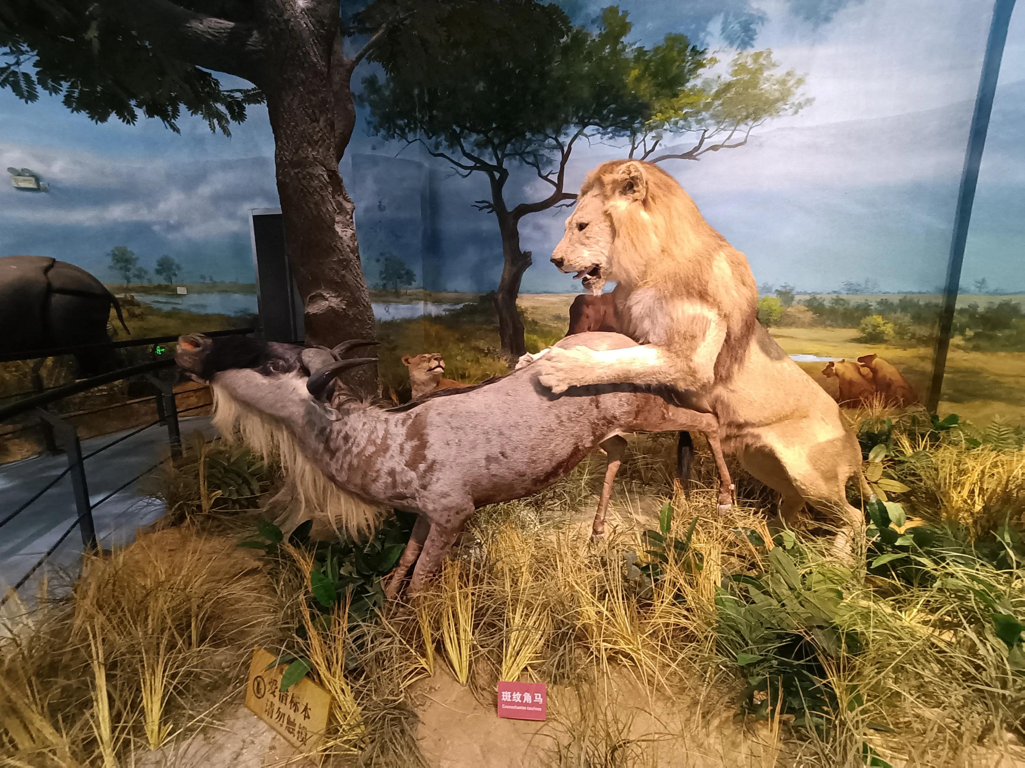 上方山森林公园作文,上方山森林公园动物世界