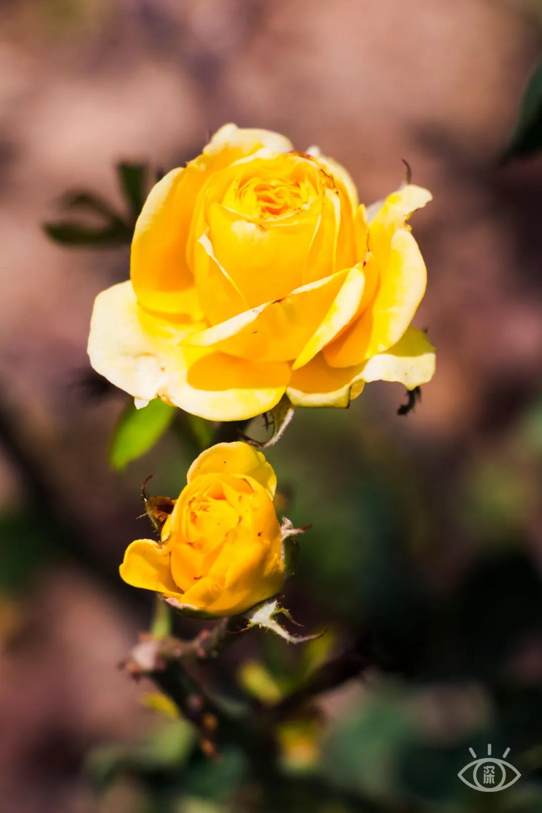 重庆轨道3号线,贵阳地铁3号线