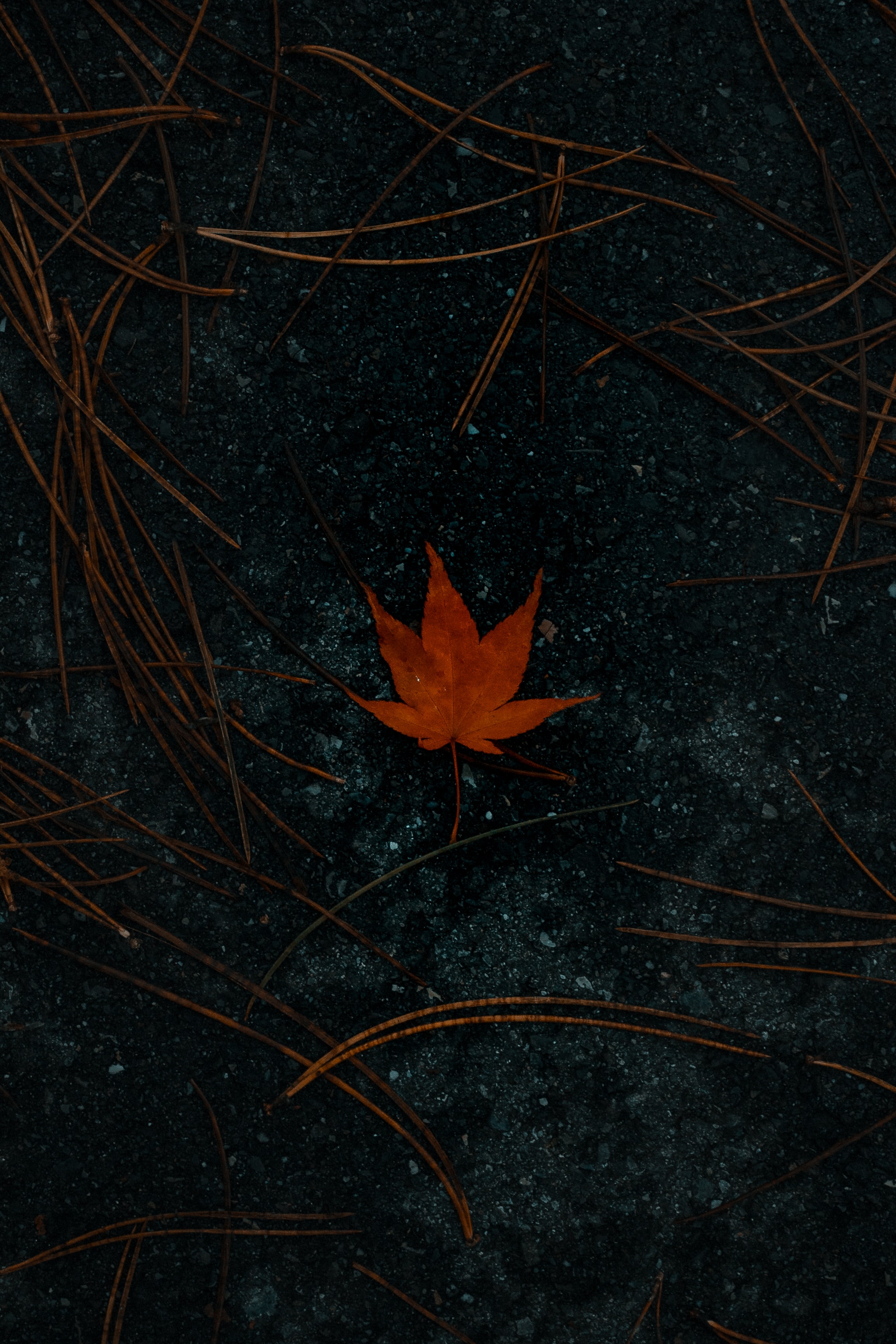 周邦彦伤感,周邦彦伤感诗词