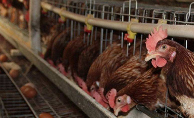 鸡得了蛔虫病怎么办吃什么药,鸡有蛔虫该怎么治疗