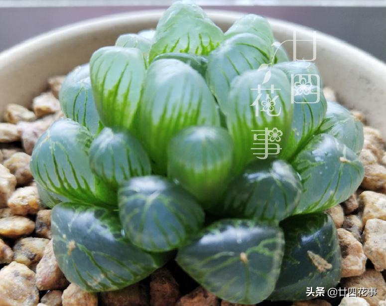 哪些多肉冬季怕冻,什么多肉抗冷耐寒好养