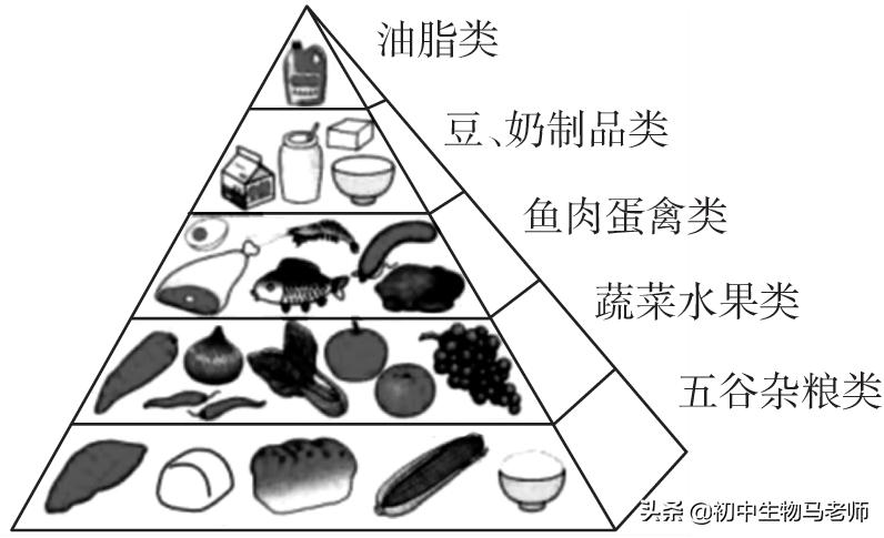 中考生物复习要点速记（人教版）第四单元生物圈中的人