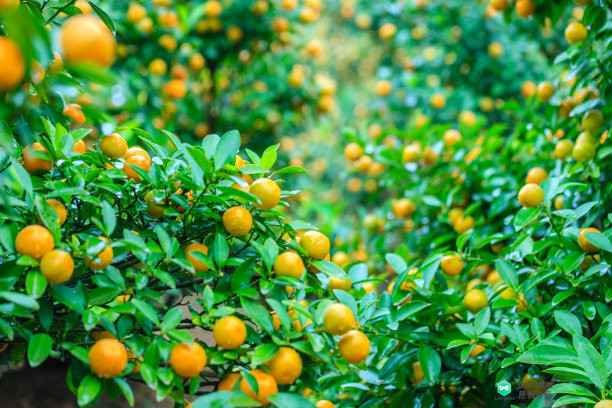 院子适合种的花和设计,庭院设计植物大全