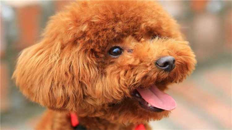 了解这几个知识，你会跟泰迪相处得更愉快