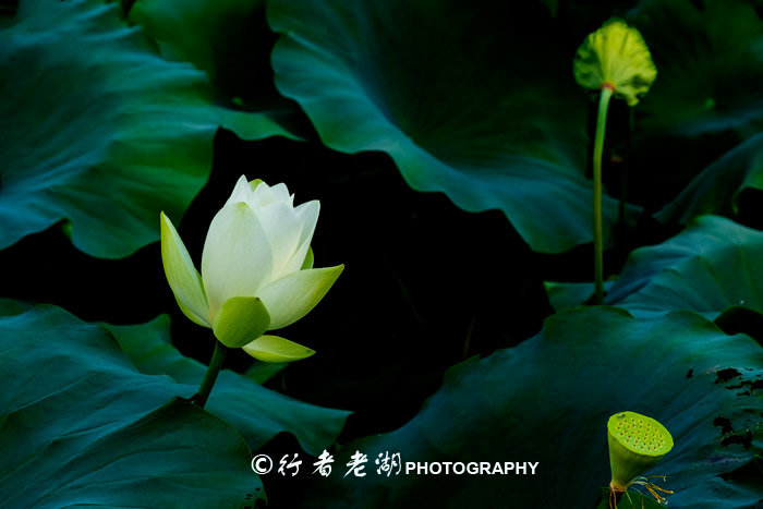 最美荷花展深圳,深圳最美荷花