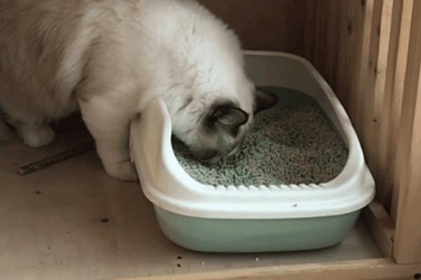 猫咪得了糖尿病,怎么办?给它喝点“糖盐水”