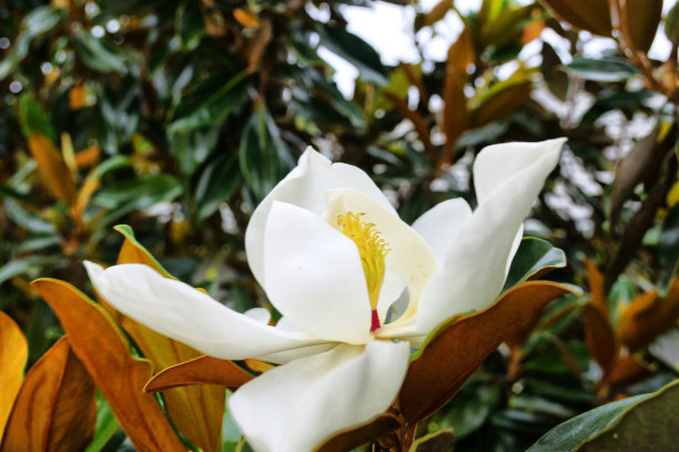 白玉兰清香浓郁,白玉兰花开沁人心脾
